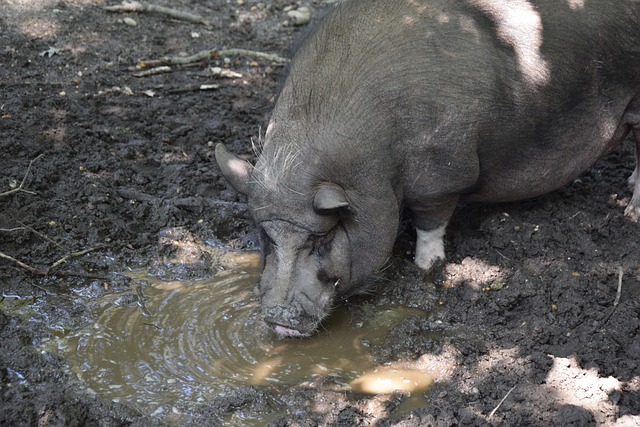 未来中东局 未来中东局