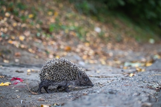 他的缺席无 他的缺席无