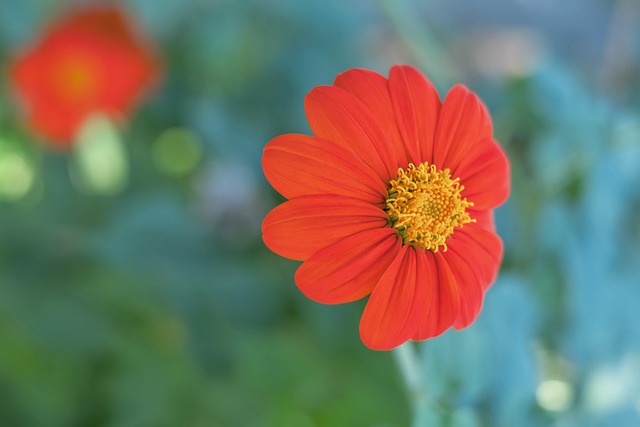 目的中鋒 目的中鋒